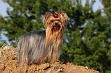 YORKSHIRE TERRIER 565